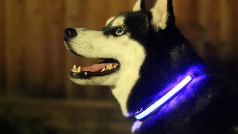 Furfect LED Light Up Dog Collar